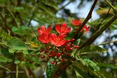 Jatropha integerrima